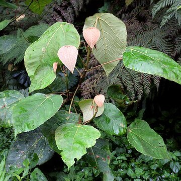 Macaranga rhizinoides unspecified picture