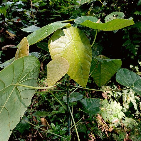 Macaranga recurvata unspecified picture