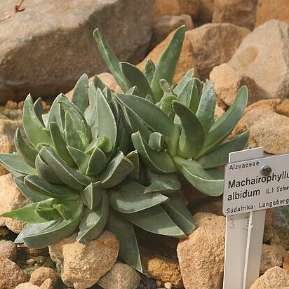 Machairophyllum albidum unspecified picture