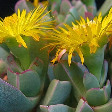 Machairophyllum brevifolium unspecified picture