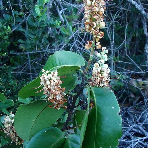 Macrolobium latifolium unspecified picture