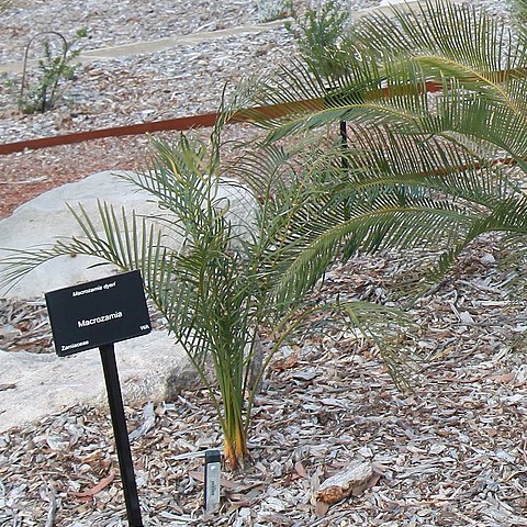 Macrozamia dyeri unspecified picture