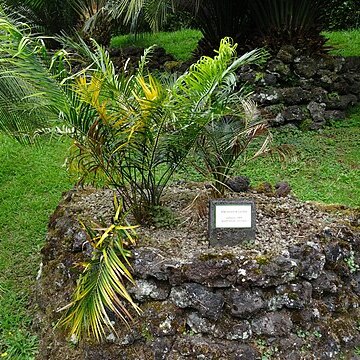 Macrozamia lucida unspecified picture