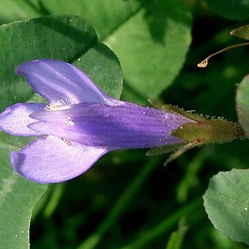 Mazaceae unspecified picture