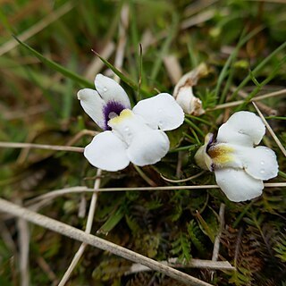 Mazus radicans unspecified picture