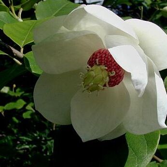 Magnolia sieboldii unspecified picture