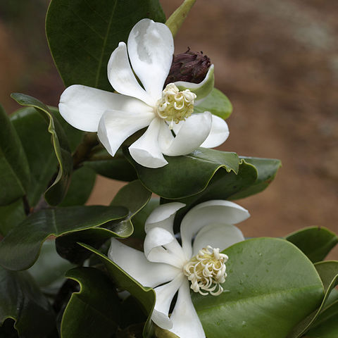 Magnolia pallescens unspecified picture