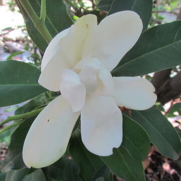 Magnolia pacifica unspecified picture