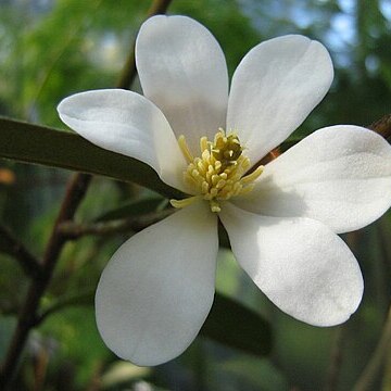 Magnolia laevifolia unspecified picture