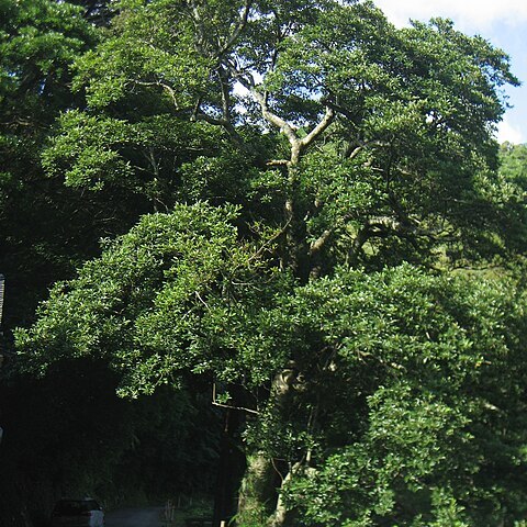 Magnolia compressa unspecified picture