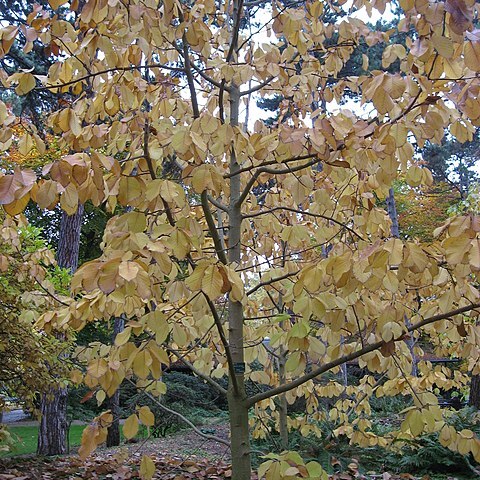 Magnolia sprengeri unspecified picture