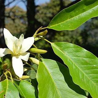 Magnolia nilagirica unspecified picture