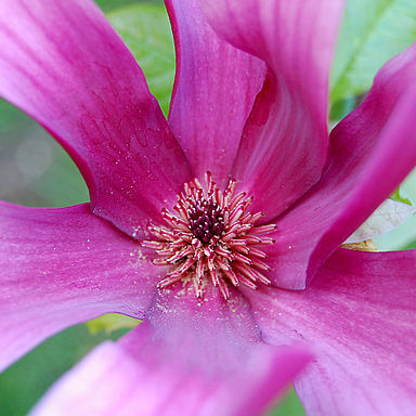 Magnolia boliviana unspecified picture