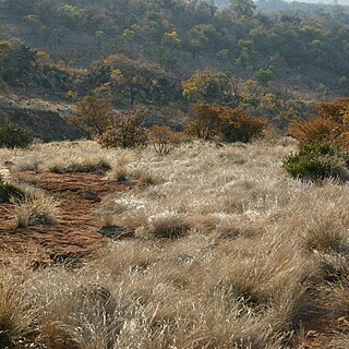 Coleochloa setifera unspecified picture