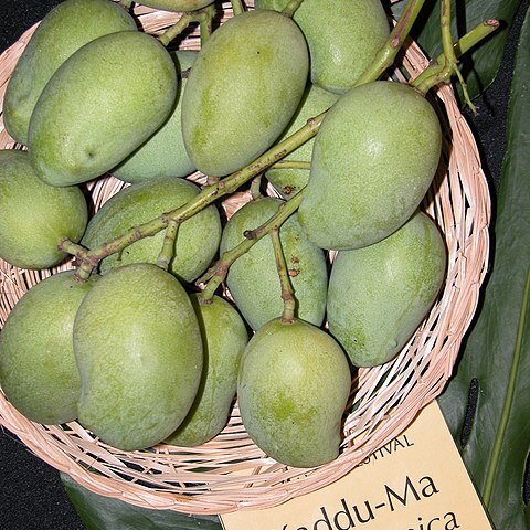 Mangifera zeylanica unspecified picture