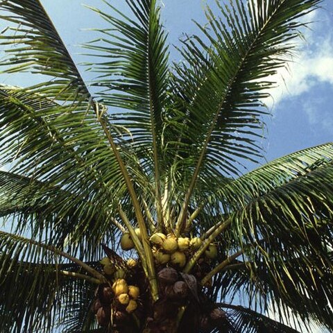 Arecaceae unspecified picture