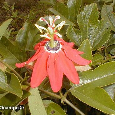 Passiflora manicata unspecified picture