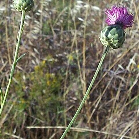 Mantisalca duriaei unspecified picture