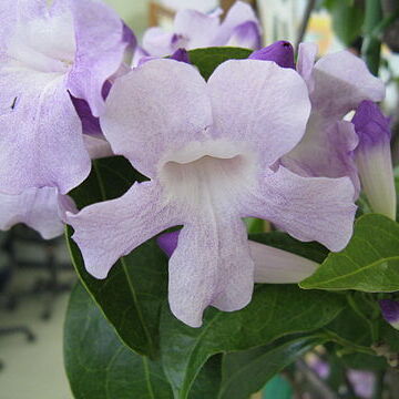 Mansoa alliacea unspecified picture