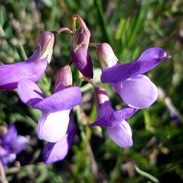 Lathyrus filiformis unspecified picture