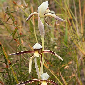 Lyperanthus serratus unspecified picture