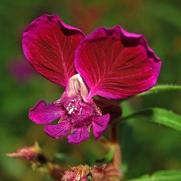 Cuphea lanceolata unspecified picture