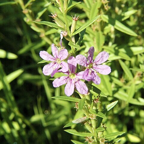 Lythrum alatum unspecified picture