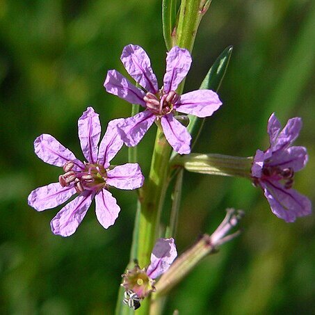 Lythrum californicum unspecified picture