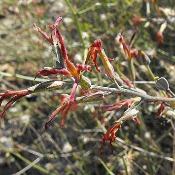 Lyrocarpa coulteri unspecified picture