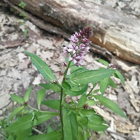 Lysimachia dubia unspecified picture