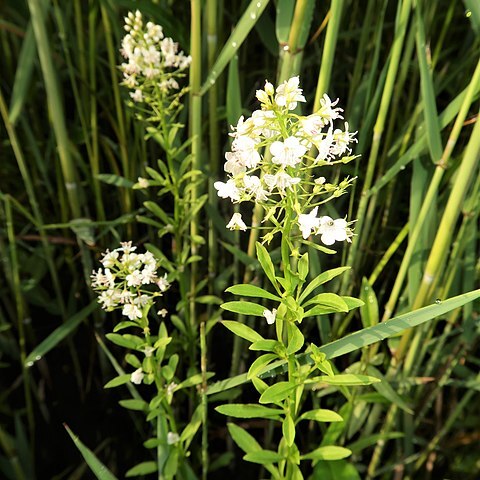 Lysimachia leucantha unspecified picture