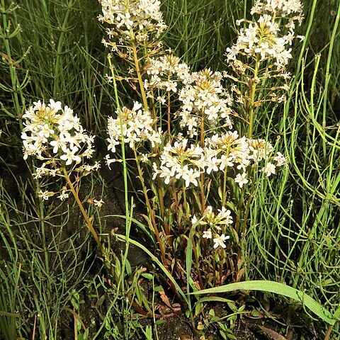 Lysimachia candida unspecified picture