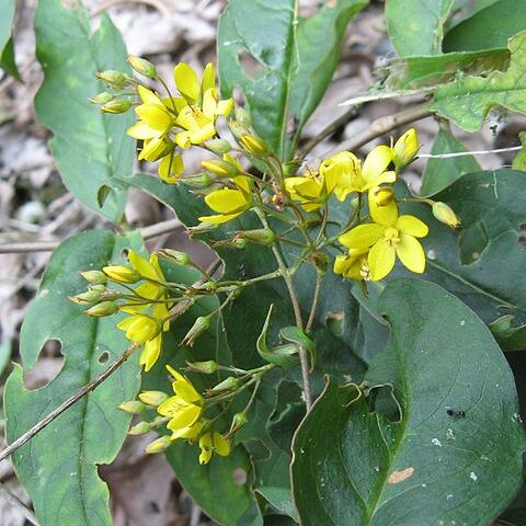 Lysimachia fraseri unspecified picture