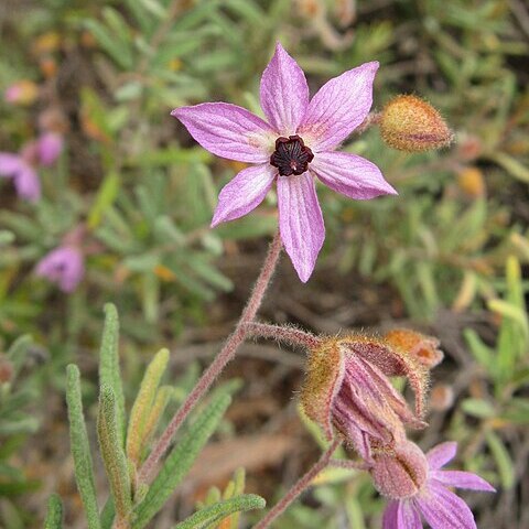 Lysiosepalum unspecified picture