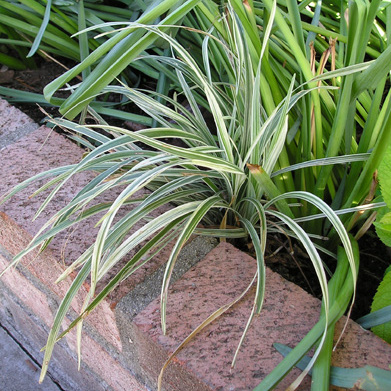 Liriope spicata unspecified picture