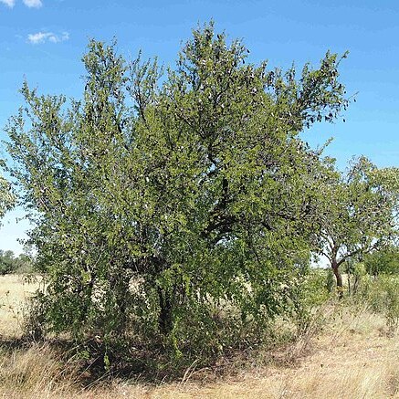 Lysiphyllum gilvum unspecified picture