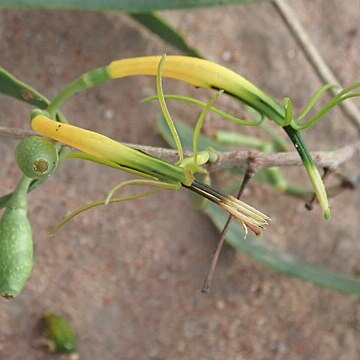 Lysiana subfalcata unspecified picture