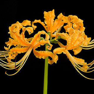 Lycoris unspecified picture