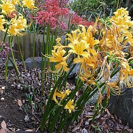 Lycoris aurea (l'hér.) unspecified picture