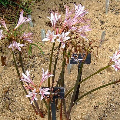 Lycoris incarnata unspecified picture