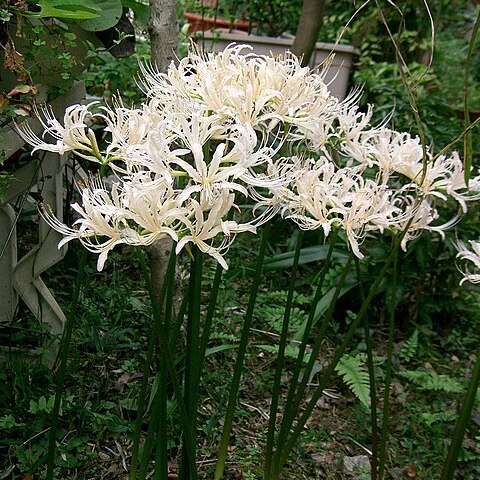 Lycoris albiflora unspecified picture