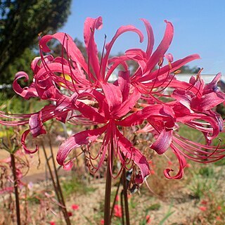 Lycoris rosea unspecified picture