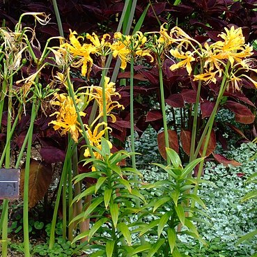 Lycoris chinensis unspecified picture