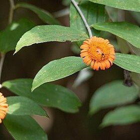 Lycoseris unspecified picture