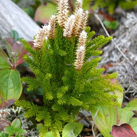 Lycopodium juniperoideum unspecified picture