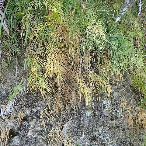 Lycopodium volubile unspecified picture