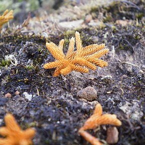 Lycopodium fastigiatum unspecified picture