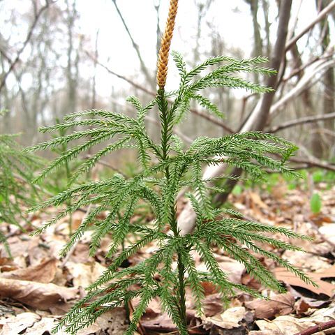 Lycopodium obscurum unspecified picture