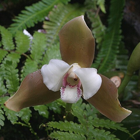 Lycaste powellii unspecified picture