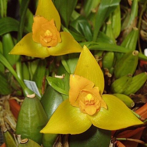 Lycaste aromatica unspecified picture